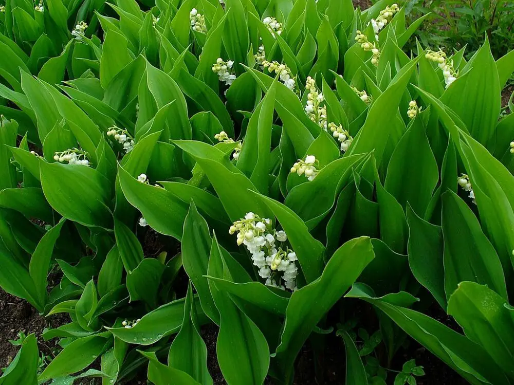 Lily-of-the-valley