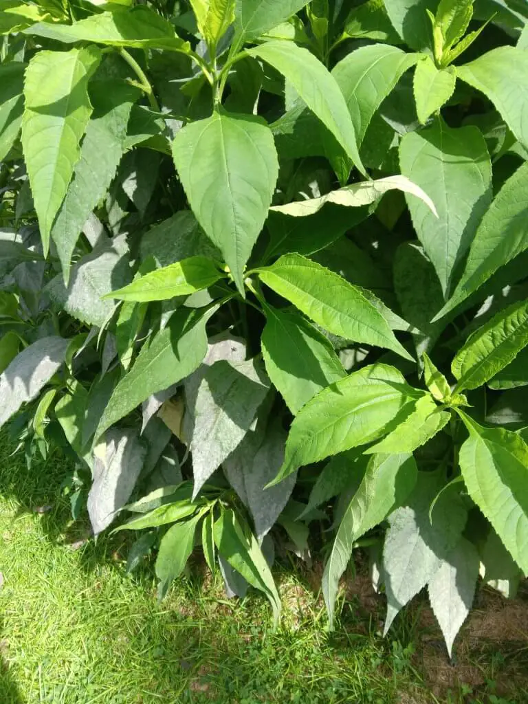 Sunchoke plants; image provided by our reader Blaine Clark