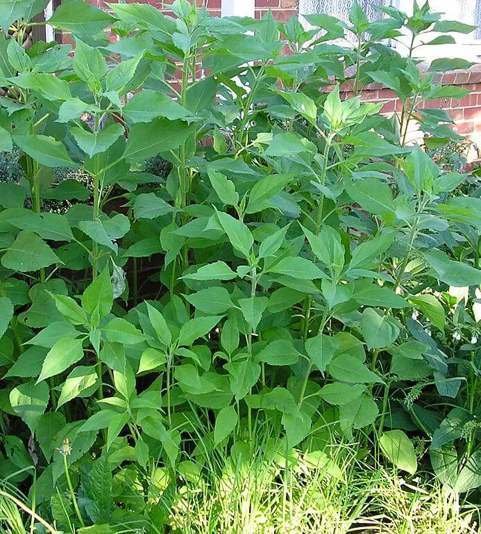 Young sunchoke plant