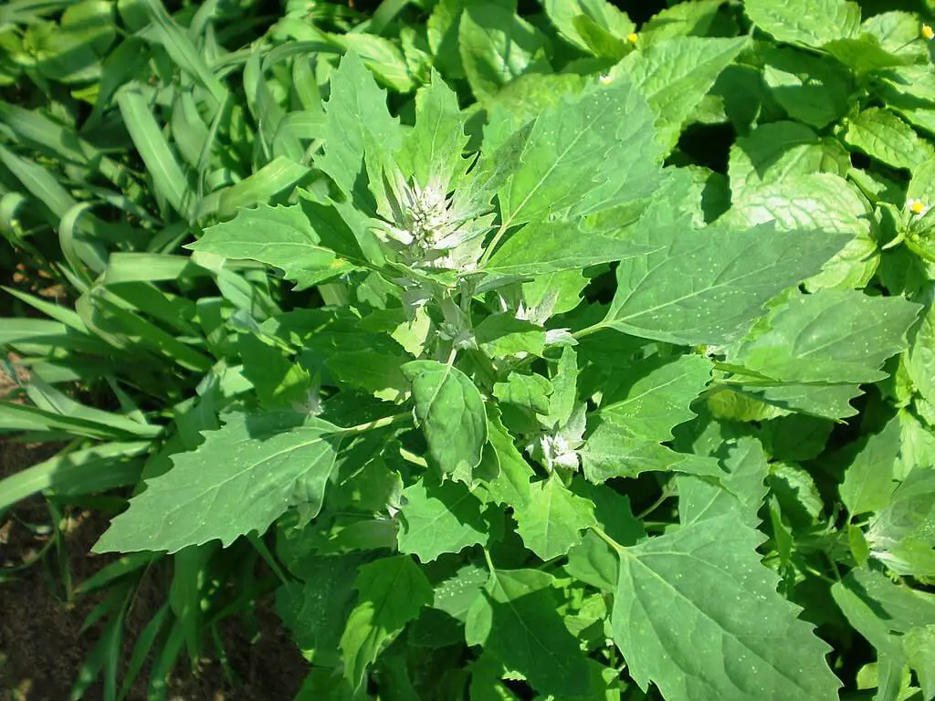 Lamb's quarters leaves