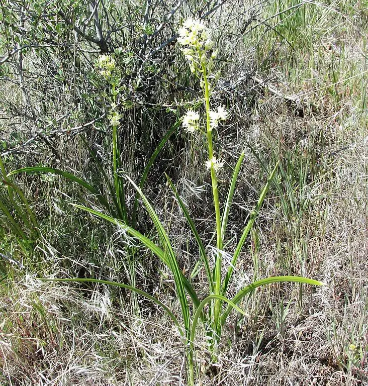 Foothill death camas