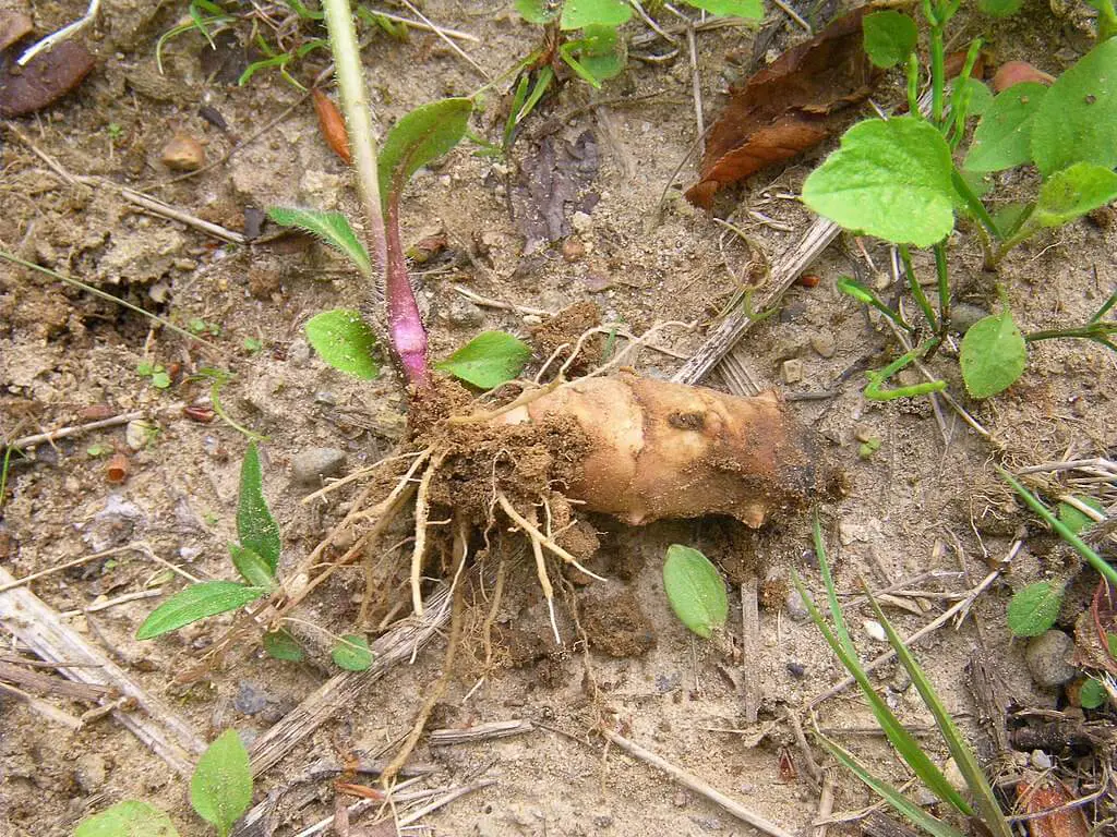 Sunchoke root