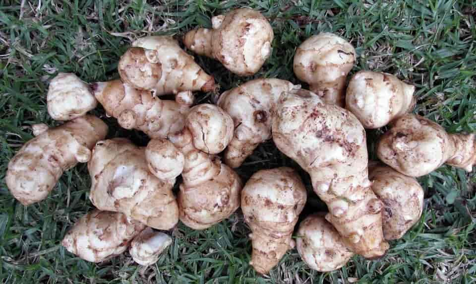 Sunchokes