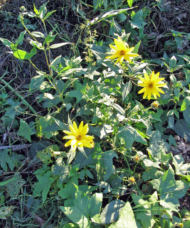 Flowering sunchoke plants