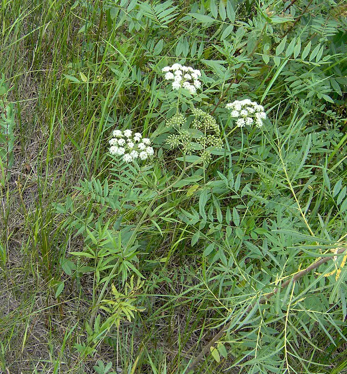 Water hemlock