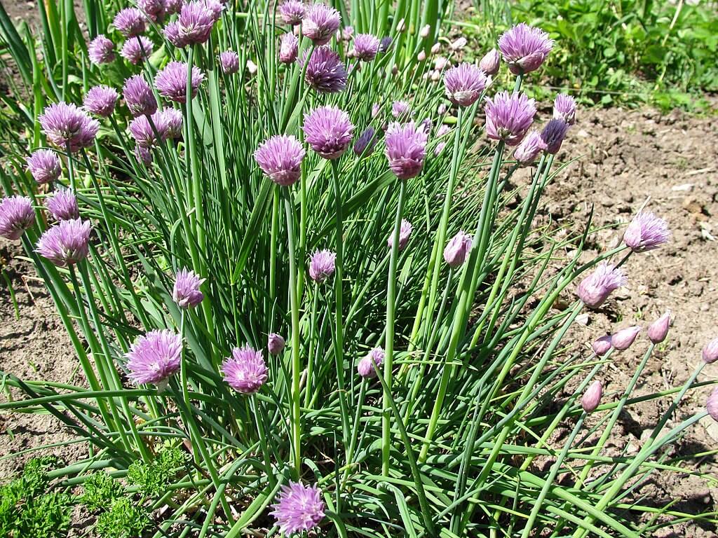 Wild chives 