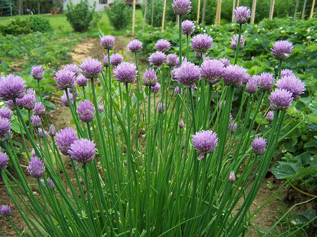Wild chives flowers
