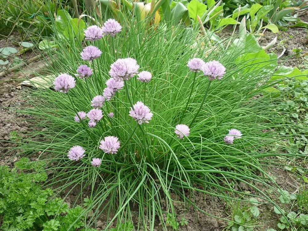 Wild chives