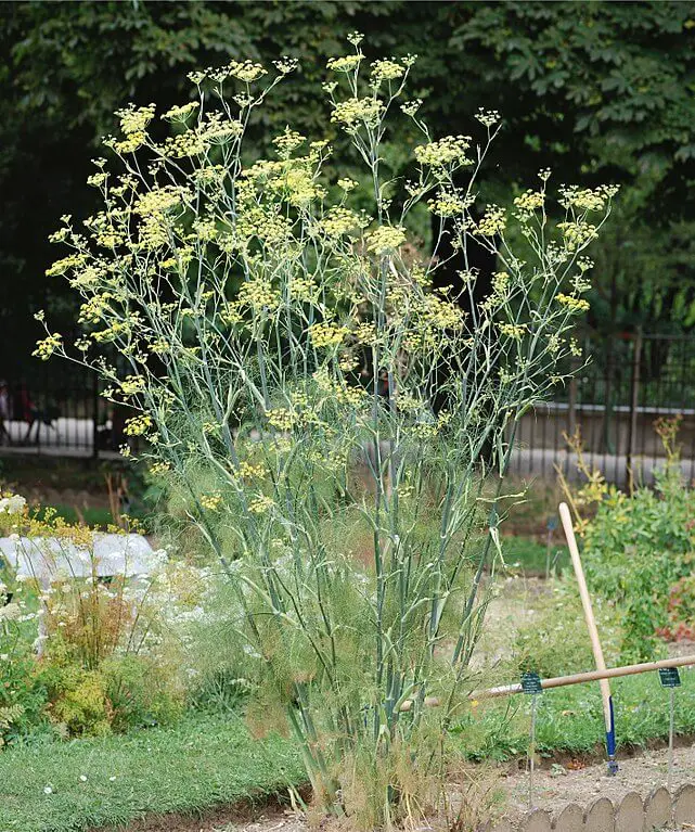 Wild fennel