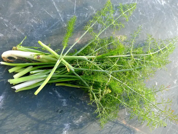 Wild fennel