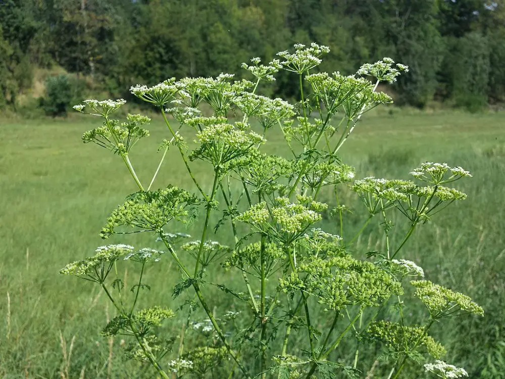 Hemlock