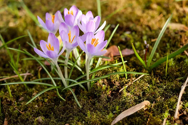 Autumn crocus