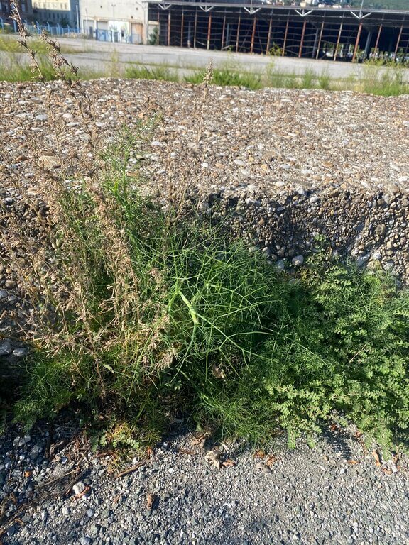 Wild fennel near a beach, photo taken by Foraging Guru editor