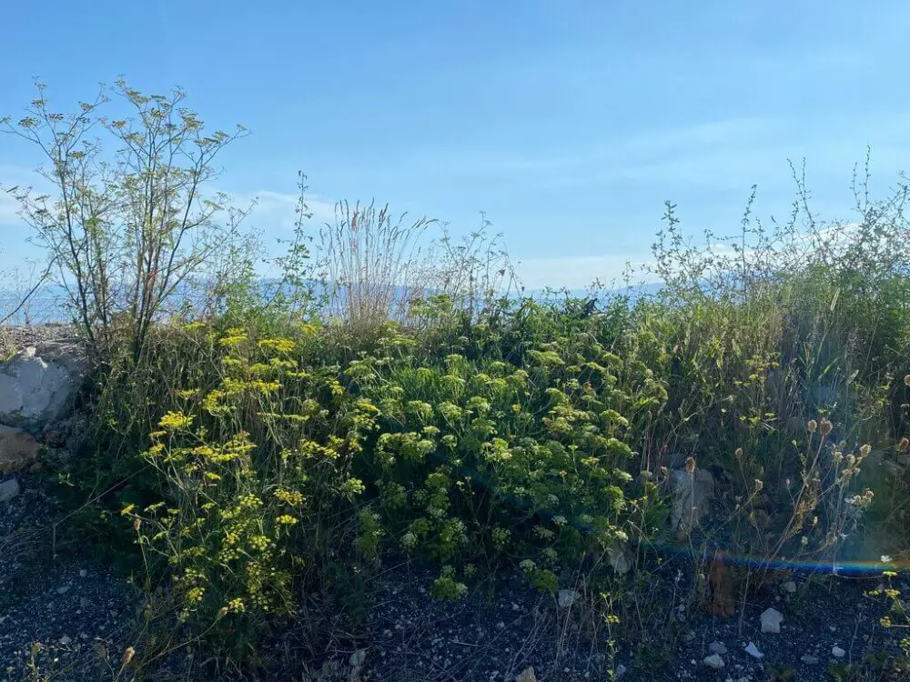 Wild fennel near a beach, photo taken by Foraging Guru editor