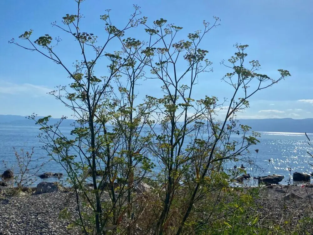 Wild fennel near a beach, photo taken by Foraging Guru editor