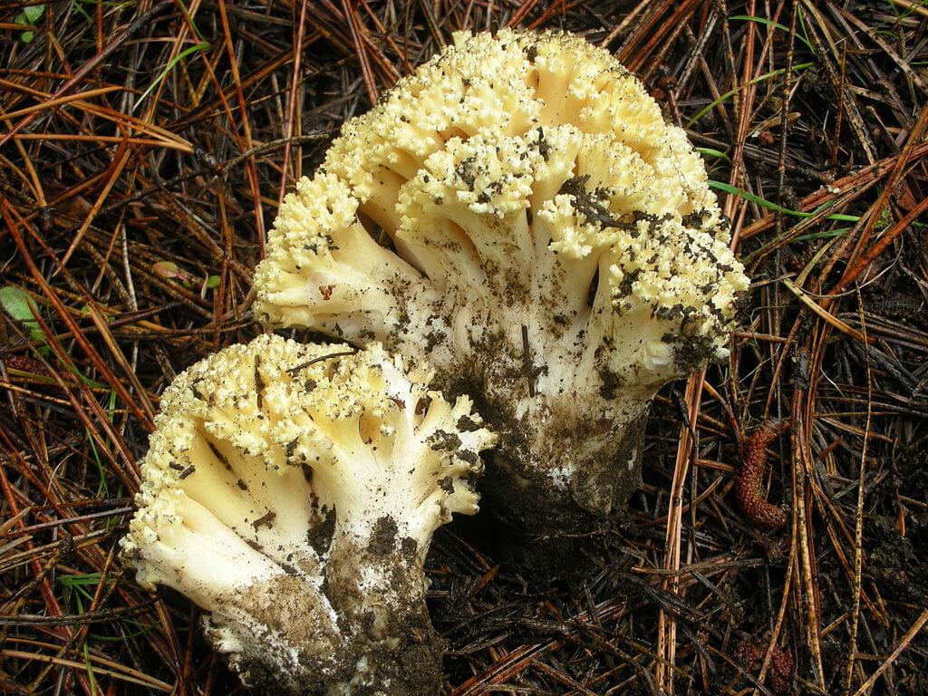 Yellow coral mushroom