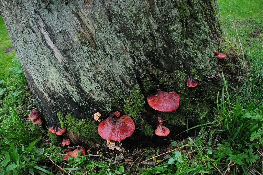 Beefsteak mushrooms