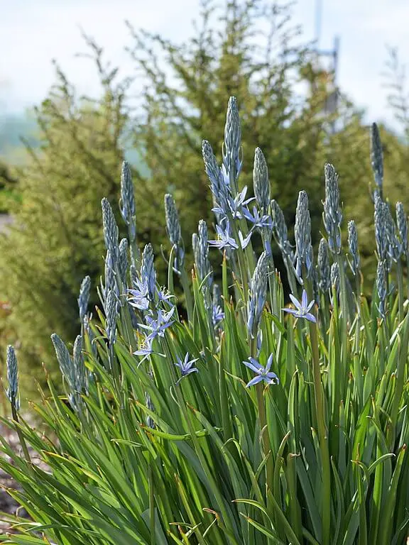 Camassia leichtlinii