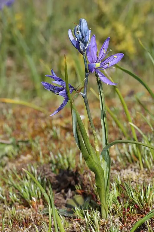 Camassia quamash