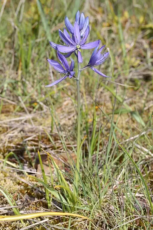 Camassia quamash