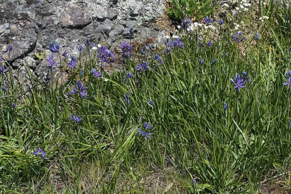 Camassia quamash