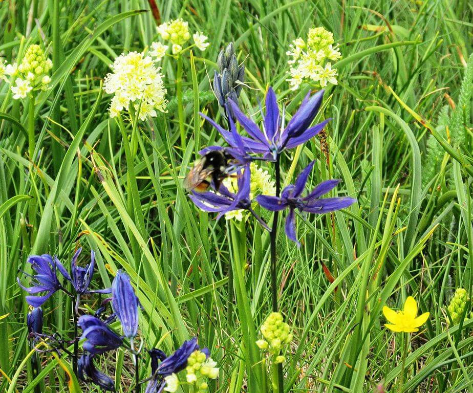 Common Blue Camas and Death Camas together