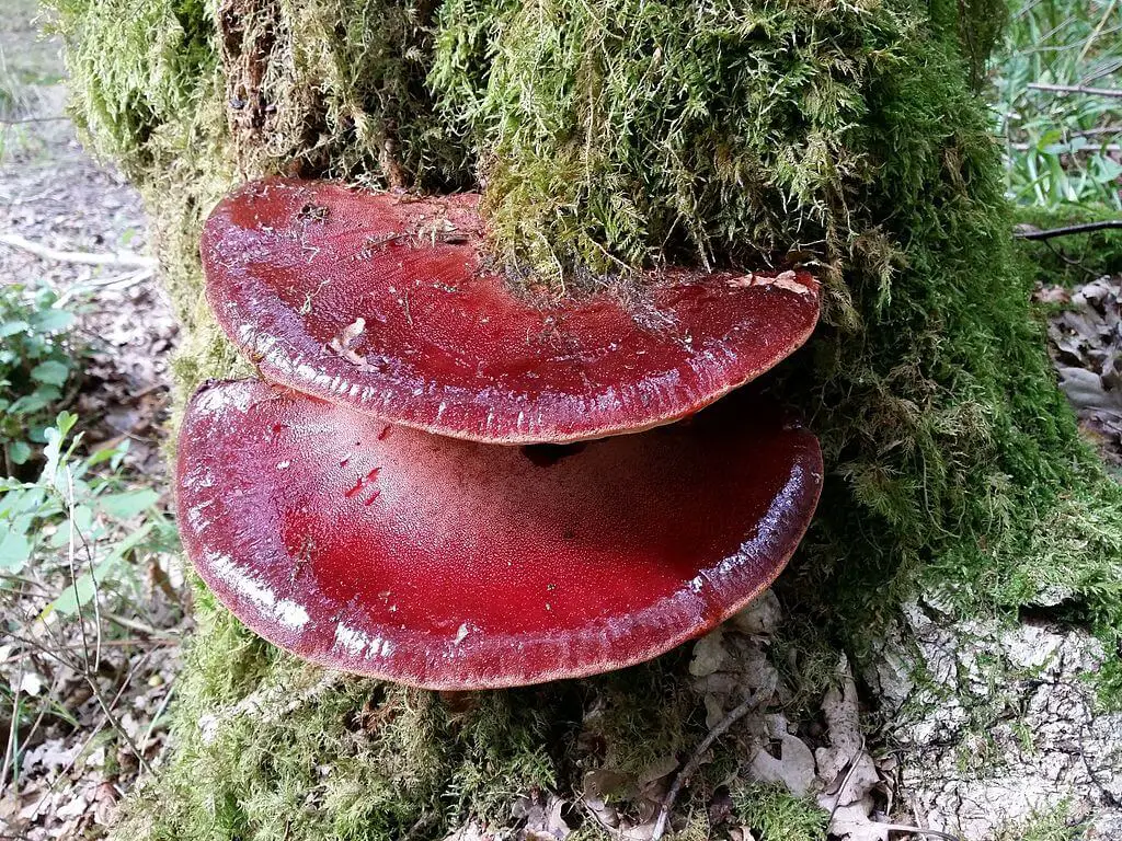 Beefsteak mushrooms