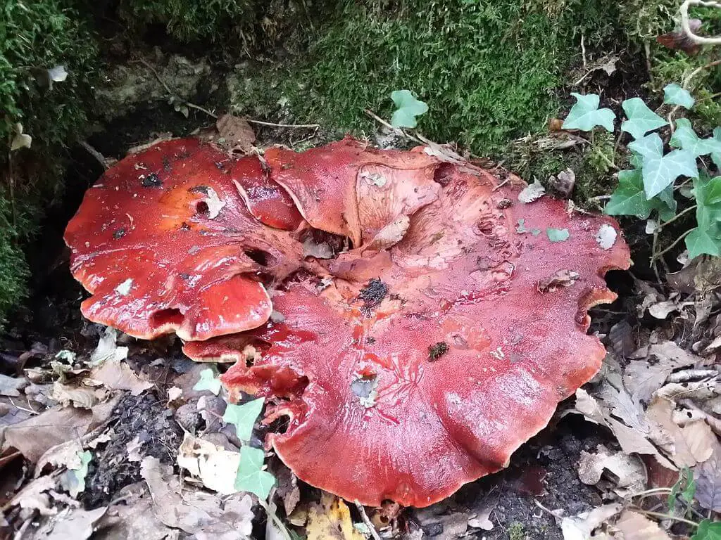 Beefsteak mushroom