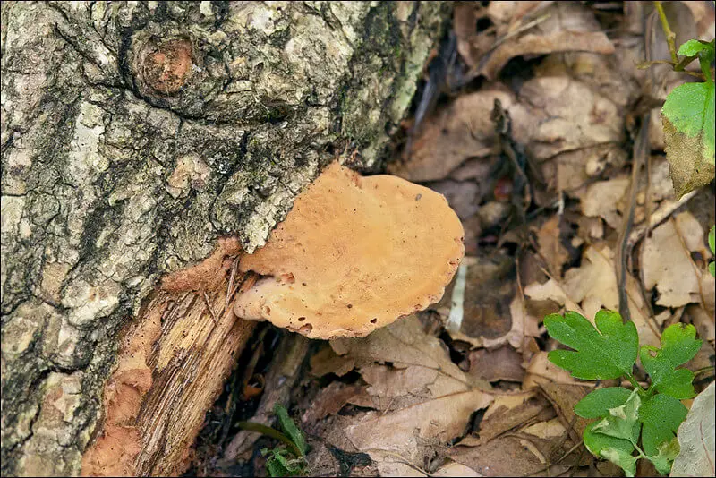 Hapalopilus nidulans