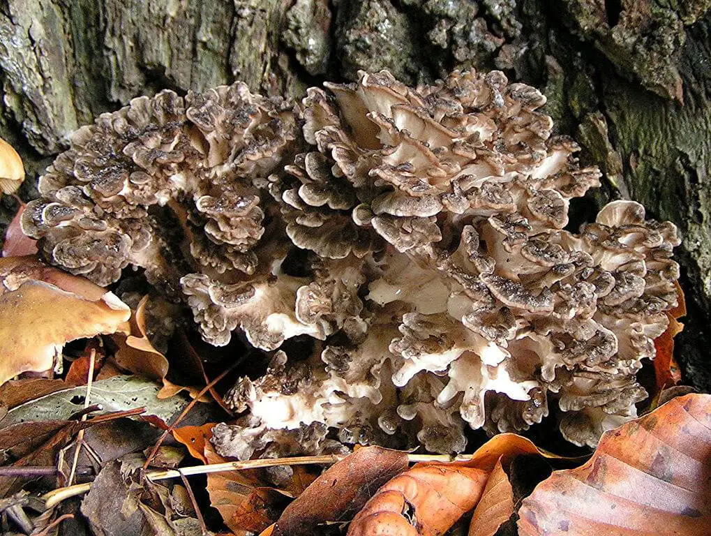 Hen of the woods