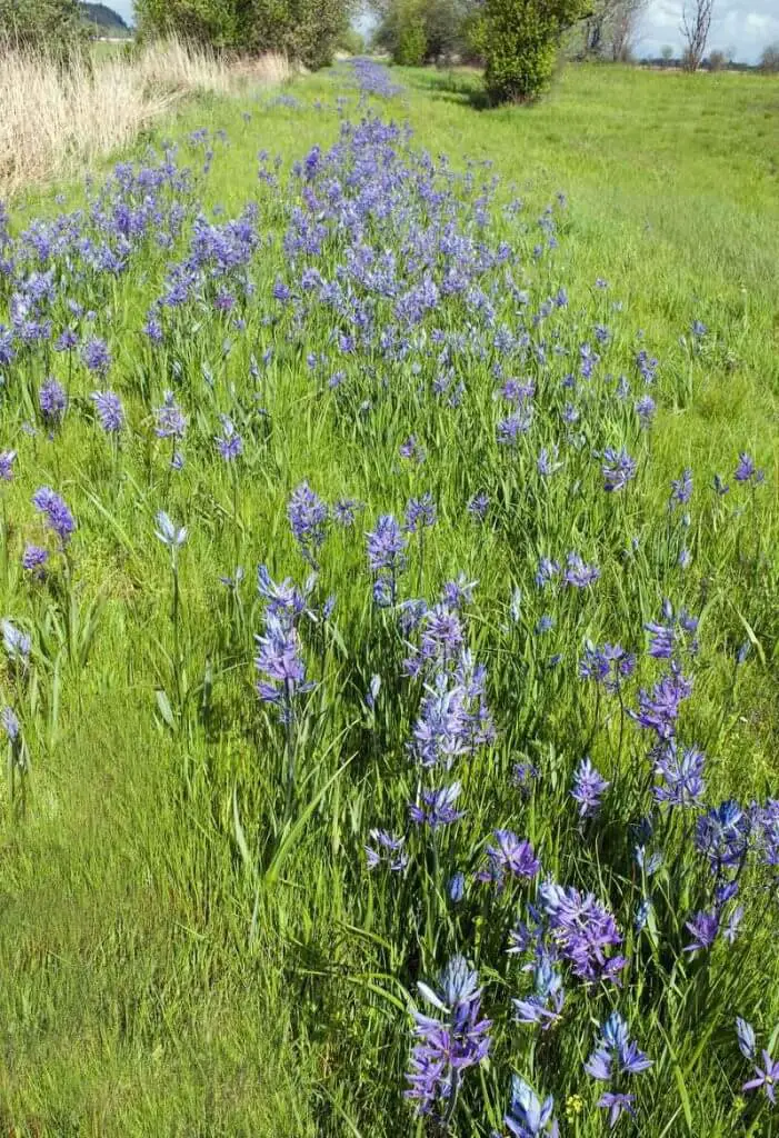 Camassia leichtlinii