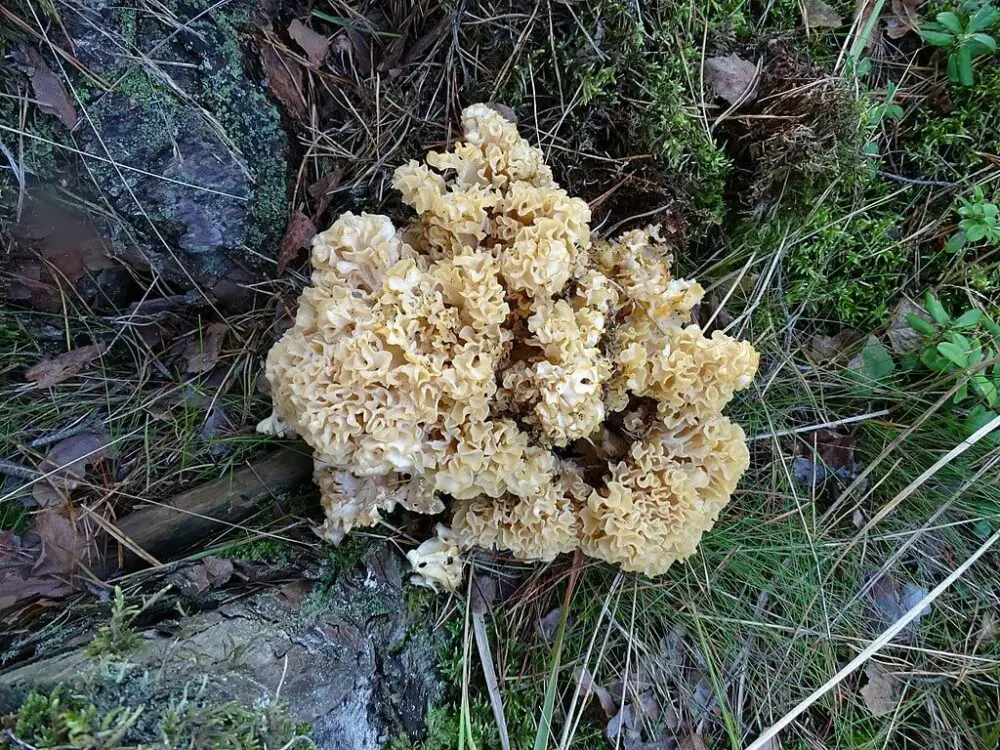 Cauliflower mushroom (Sparassis crispa)