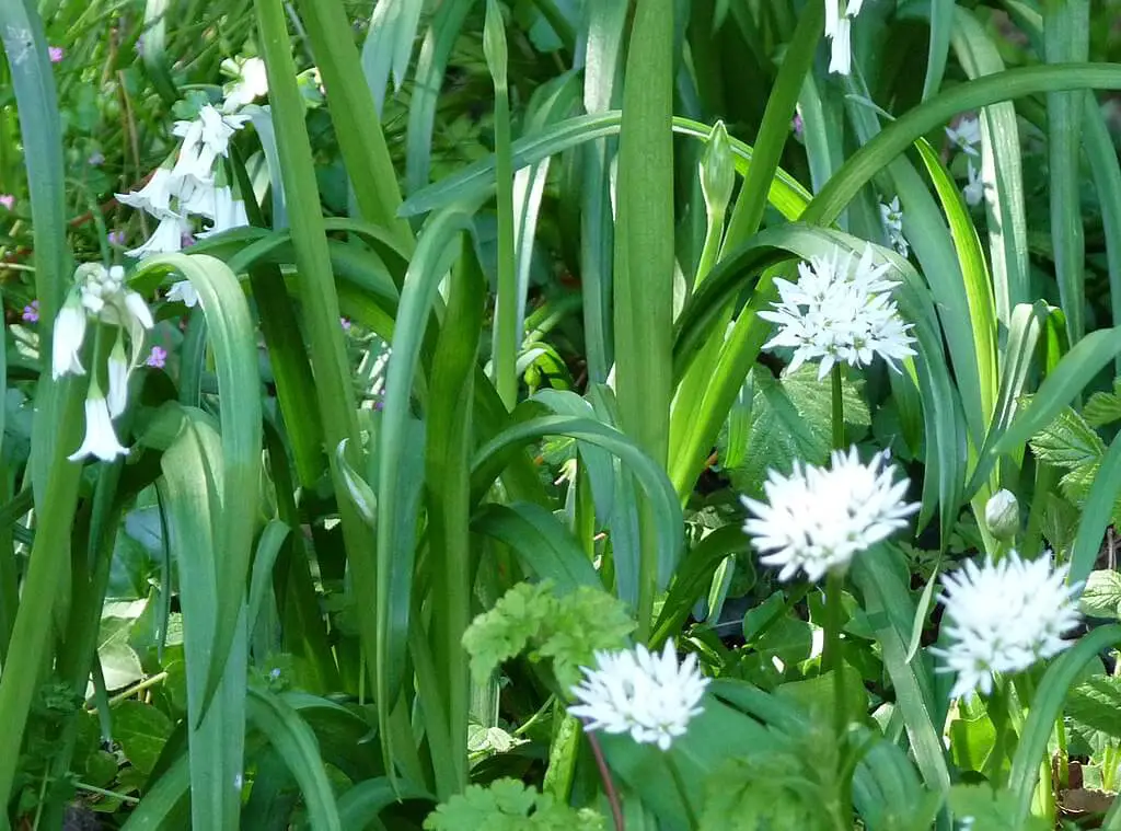 Wild garlic