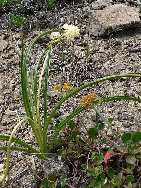 Death camas